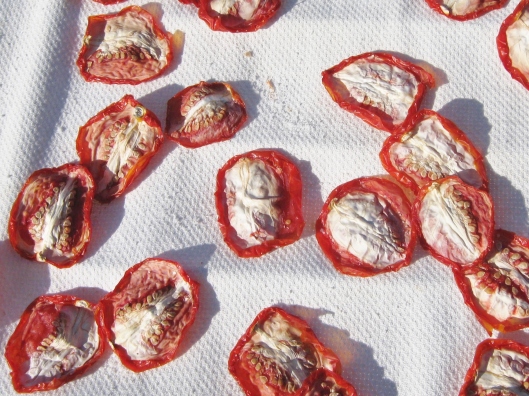 sun_drying_tomatoes_end_of_day_4