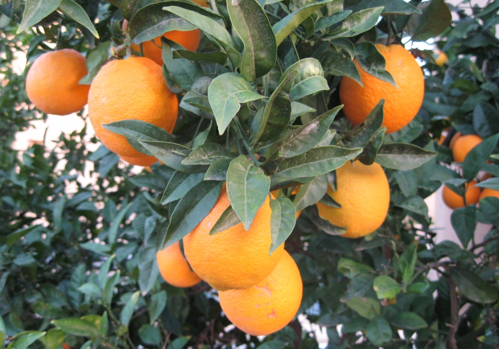 Oranges Are Not Only Fruit.......... (1/5)